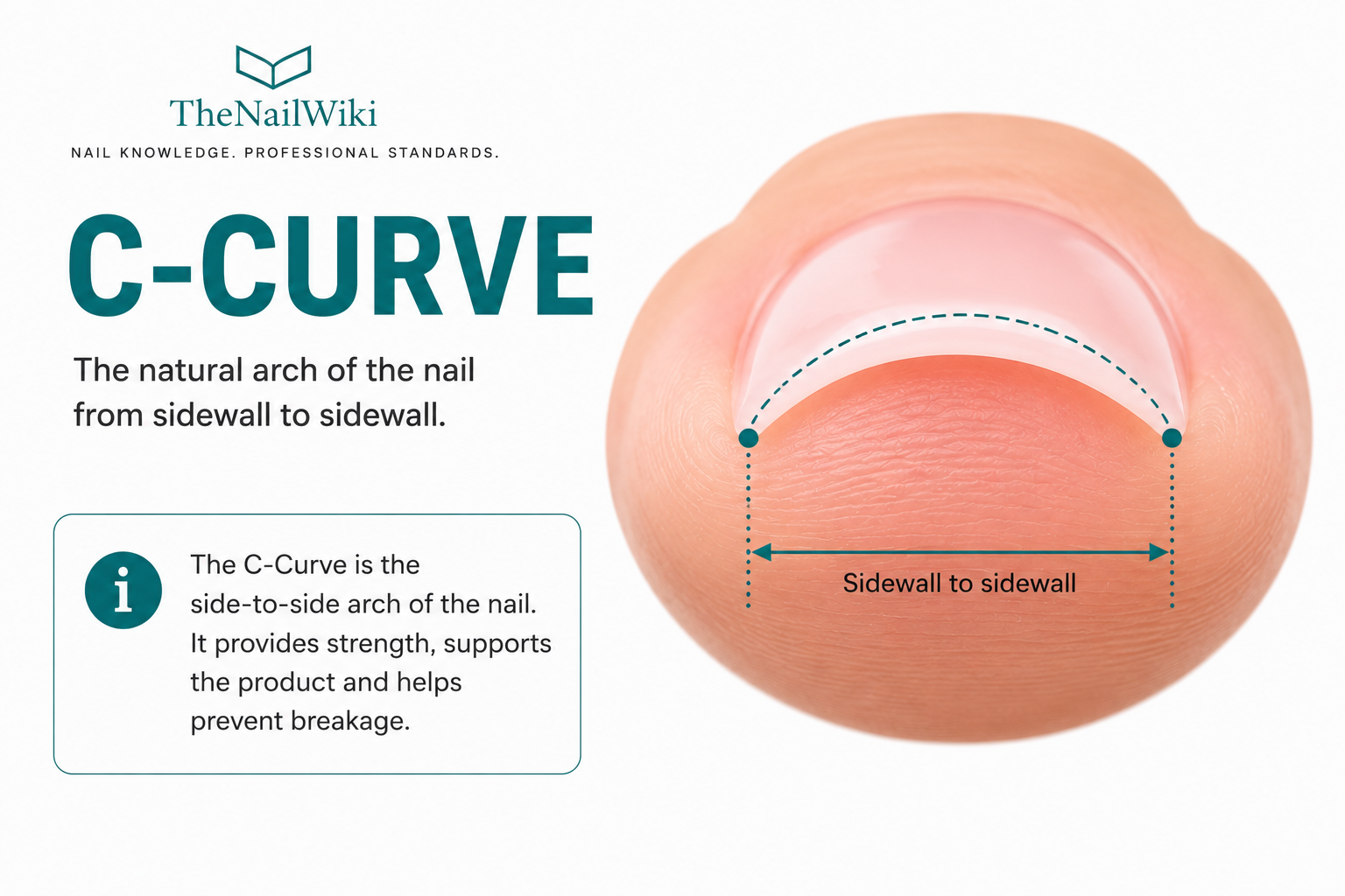 End-on view of a nail showing the c-curve — the transverse arch from one lateral edge to the other, illustrating how the nail curves across its width