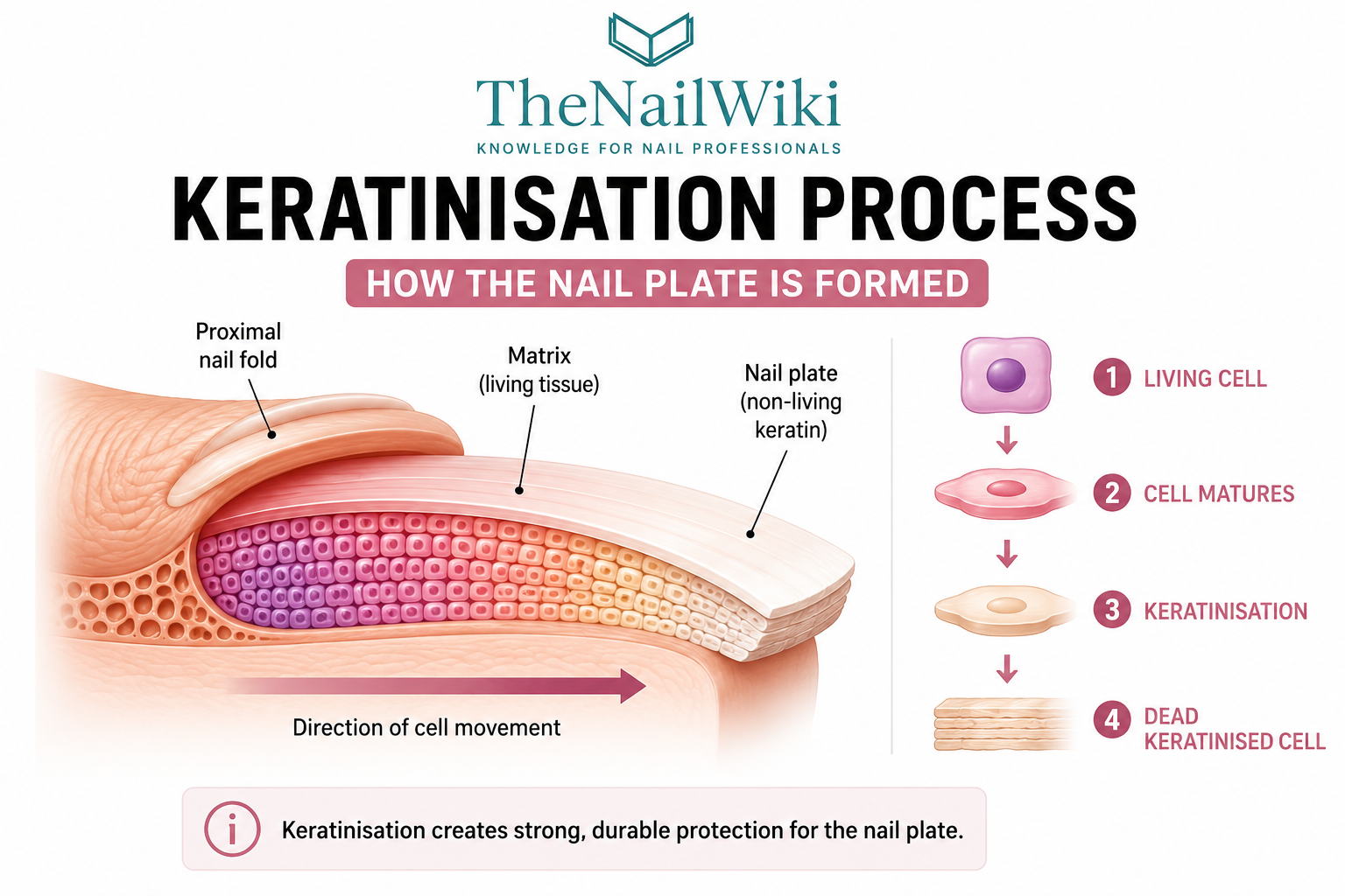 Diagram illustrating how living matrix cells mature and become keratinised cells that form the nail plate