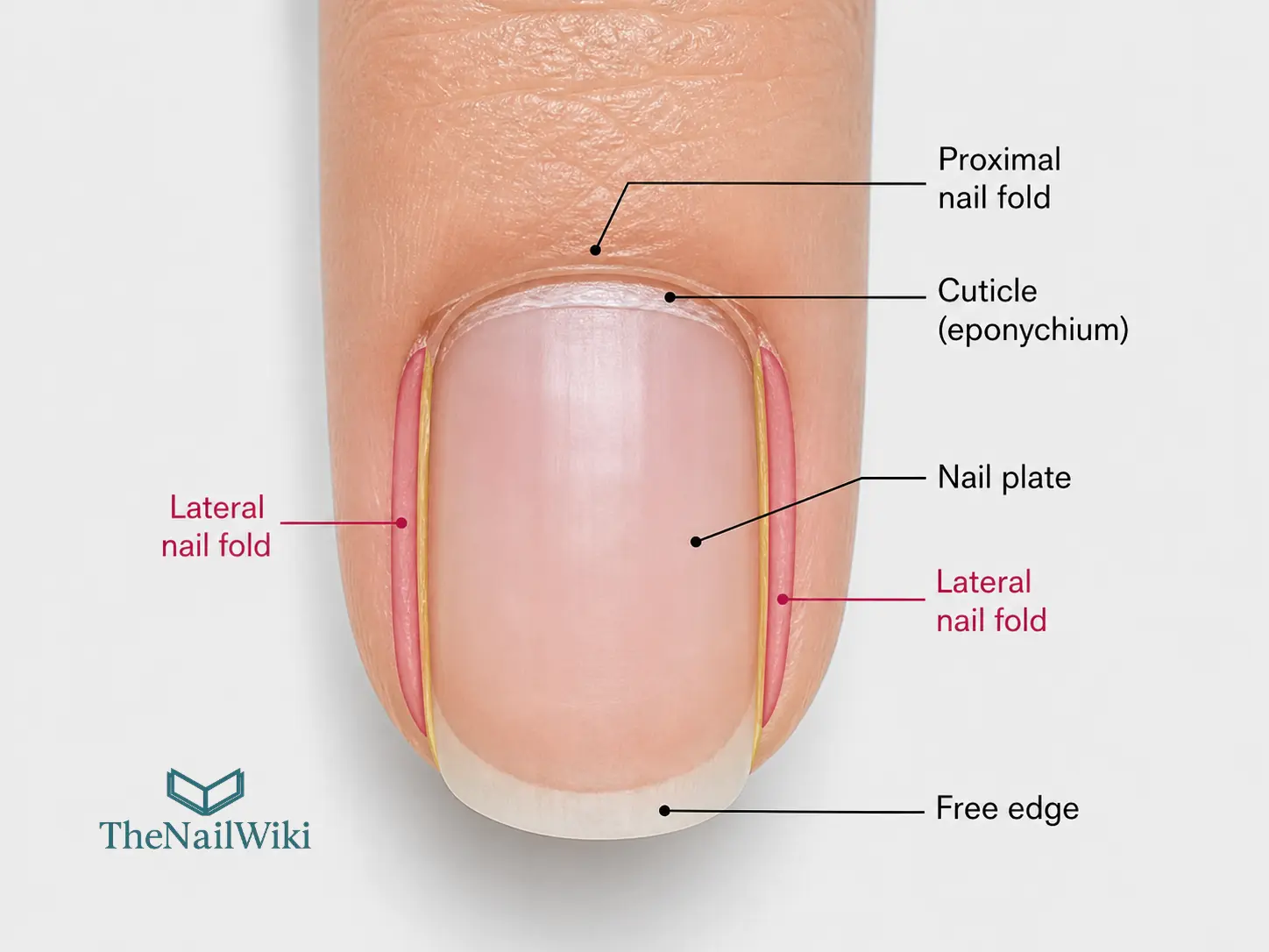 Top-down view of a nail showing the two lateral nail folds — the skin borders running along the left and right sides of the nail plate from base to free edge