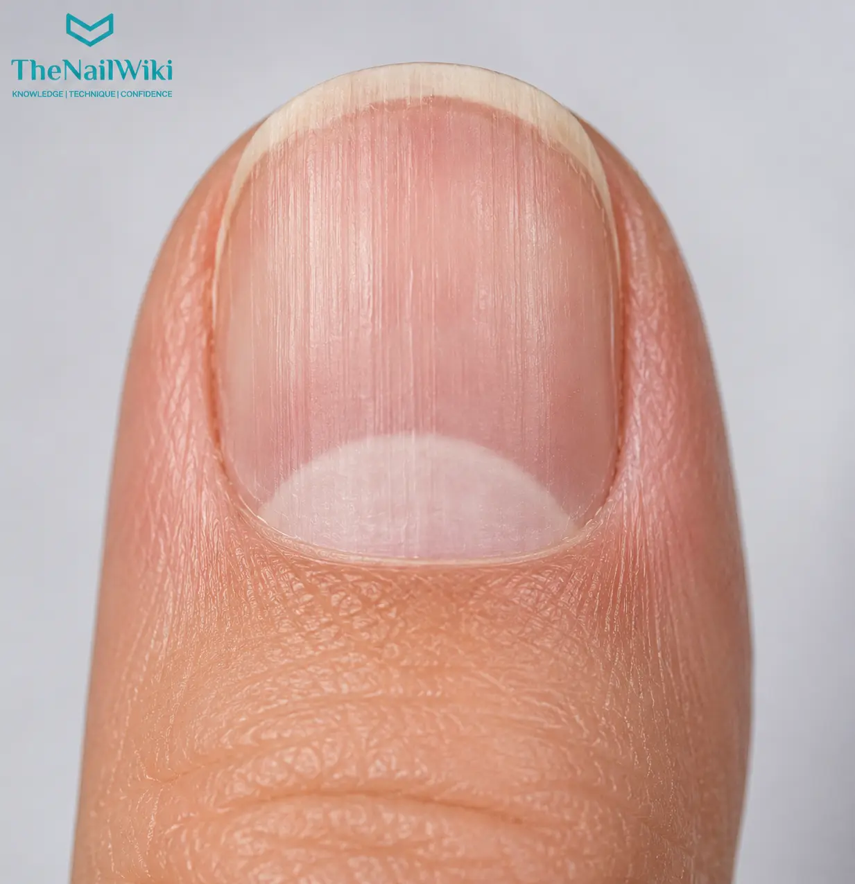 Close-up of a thumb nail showing a clearly visible lunula — the pale white crescent at the base of the nail plate