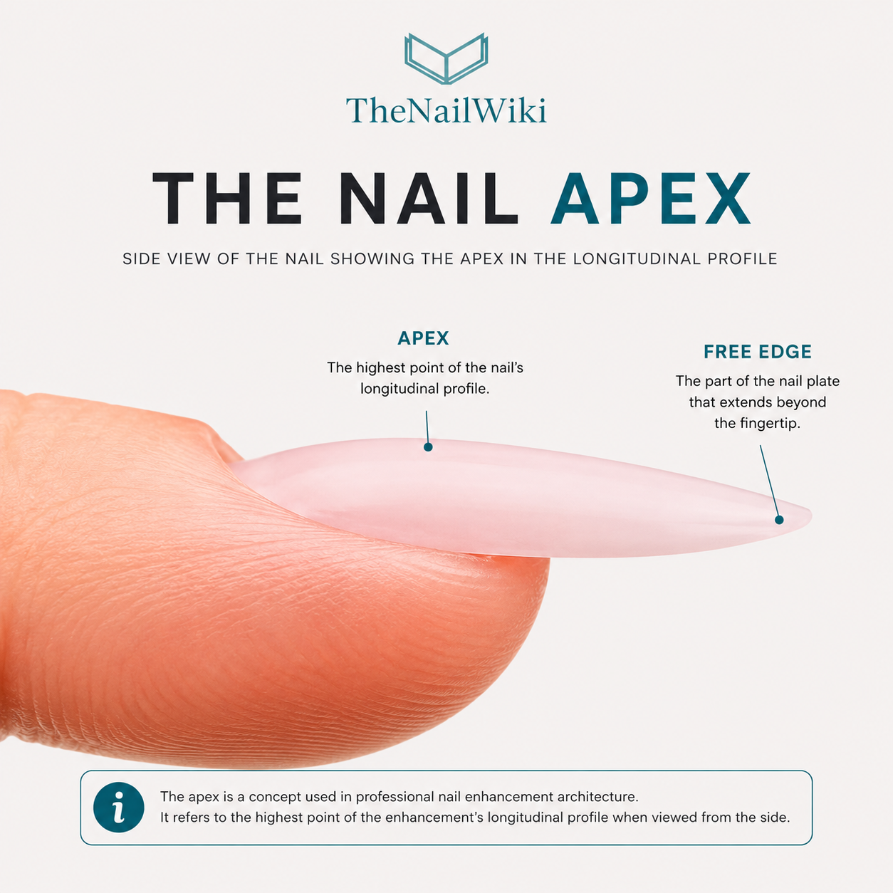 Side profile view of a nail enhancement showing the longitudinal apex — the highest point of the enhancement arch viewed from the side, illustrating how the structural high point sits within the overall profile