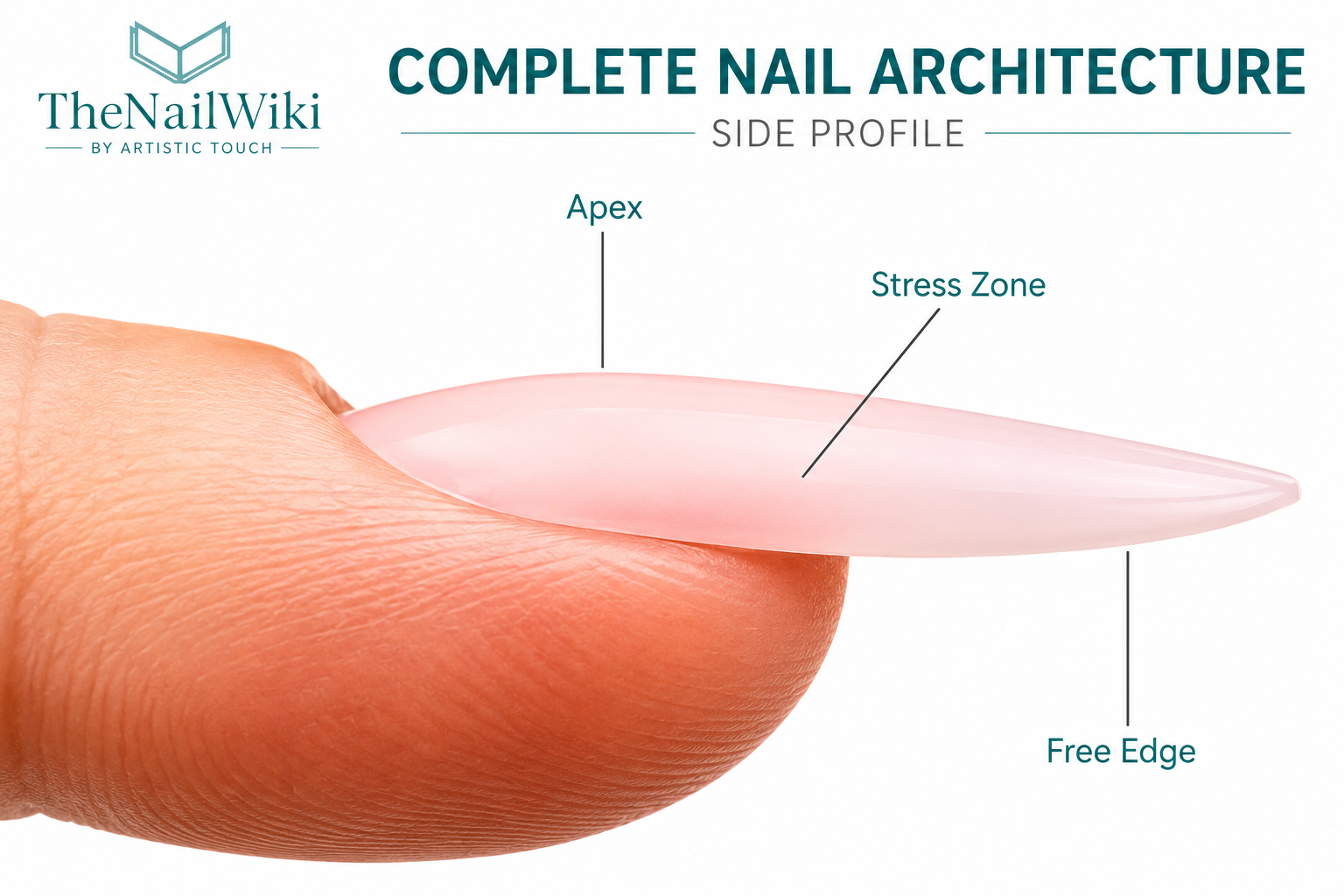 Side profile diagram of a nail enhancement showing the apex, stress zone and free edge