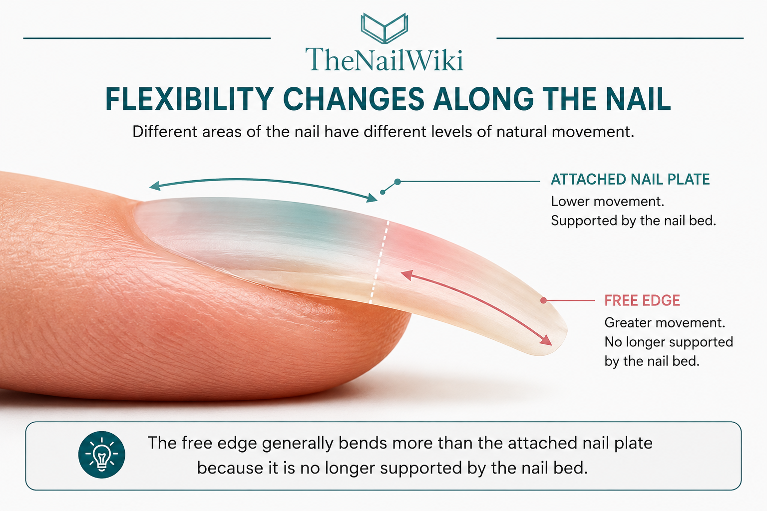 Educational diagram showing that the attached nail plate has lower movement while the free edge bends more because it is no longer supported by the nail bed