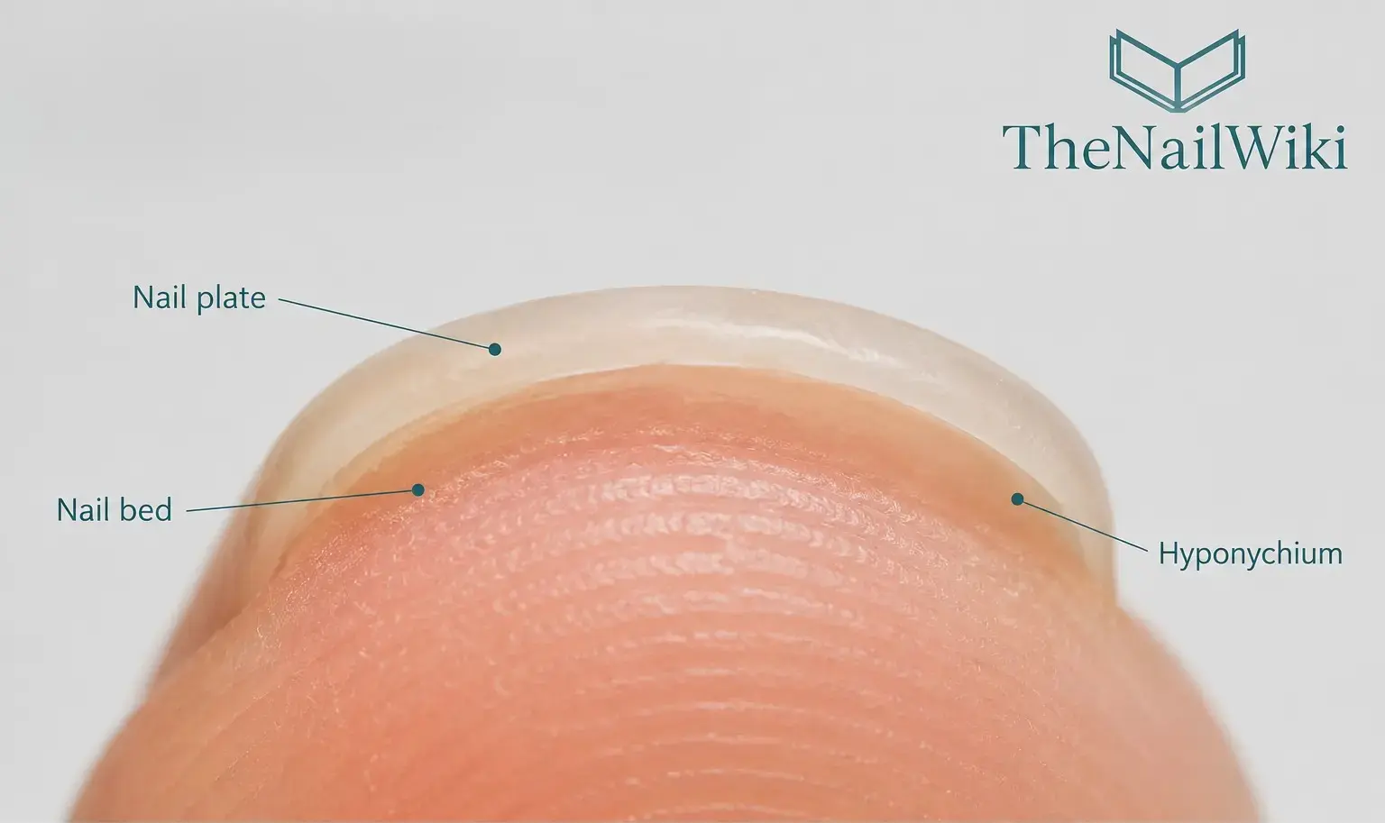 Front view of a fingertip showing the nail unit from below — nail plate, nail bed, and hyponychium labelled