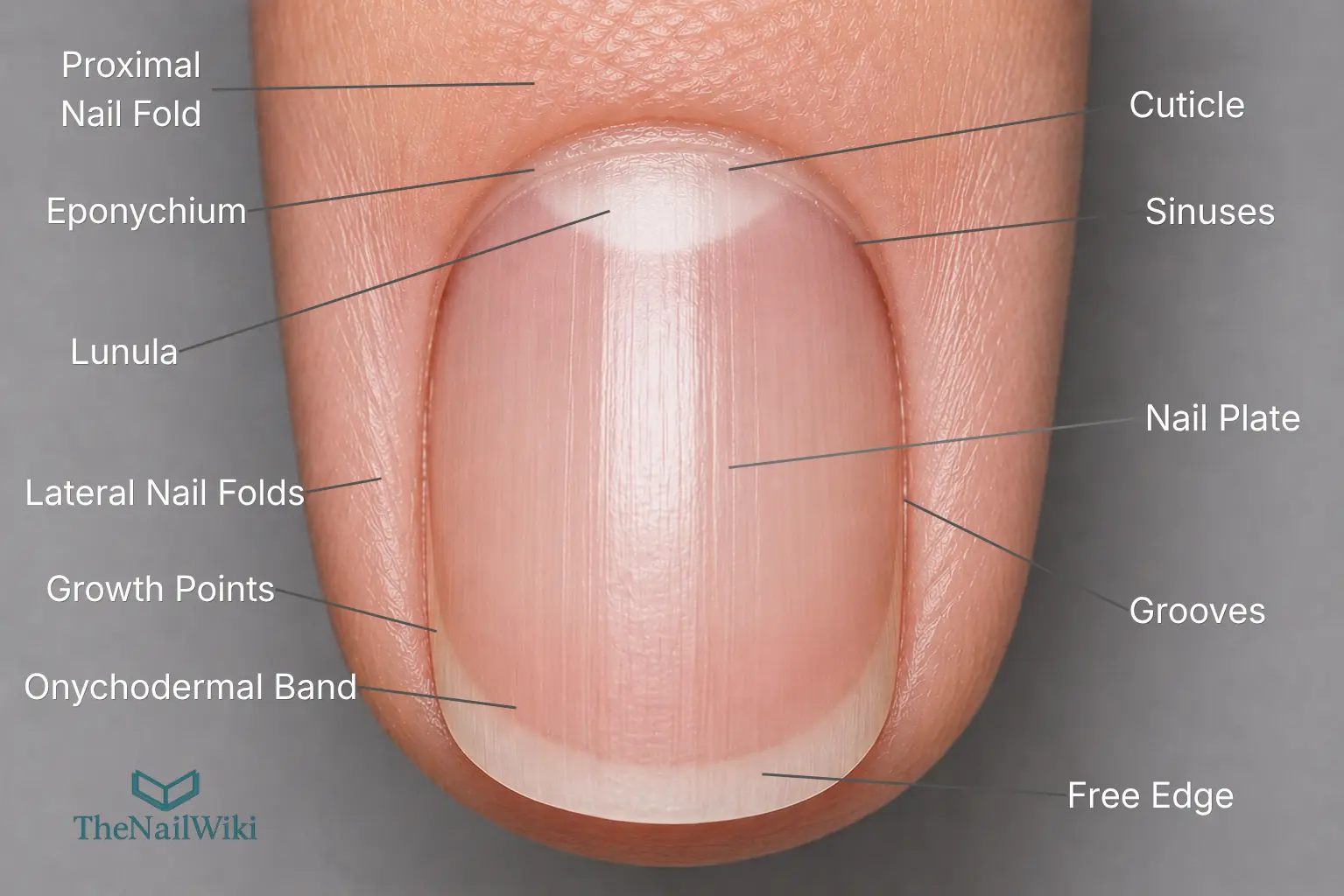 Top-down view of the complete nail unit with all structures labelled — proximal nail fold, eponychium, cuticle, sinuses, lunula, nail plate, lateral nail folds, growth points, grooves, onychodermal band, and free edge