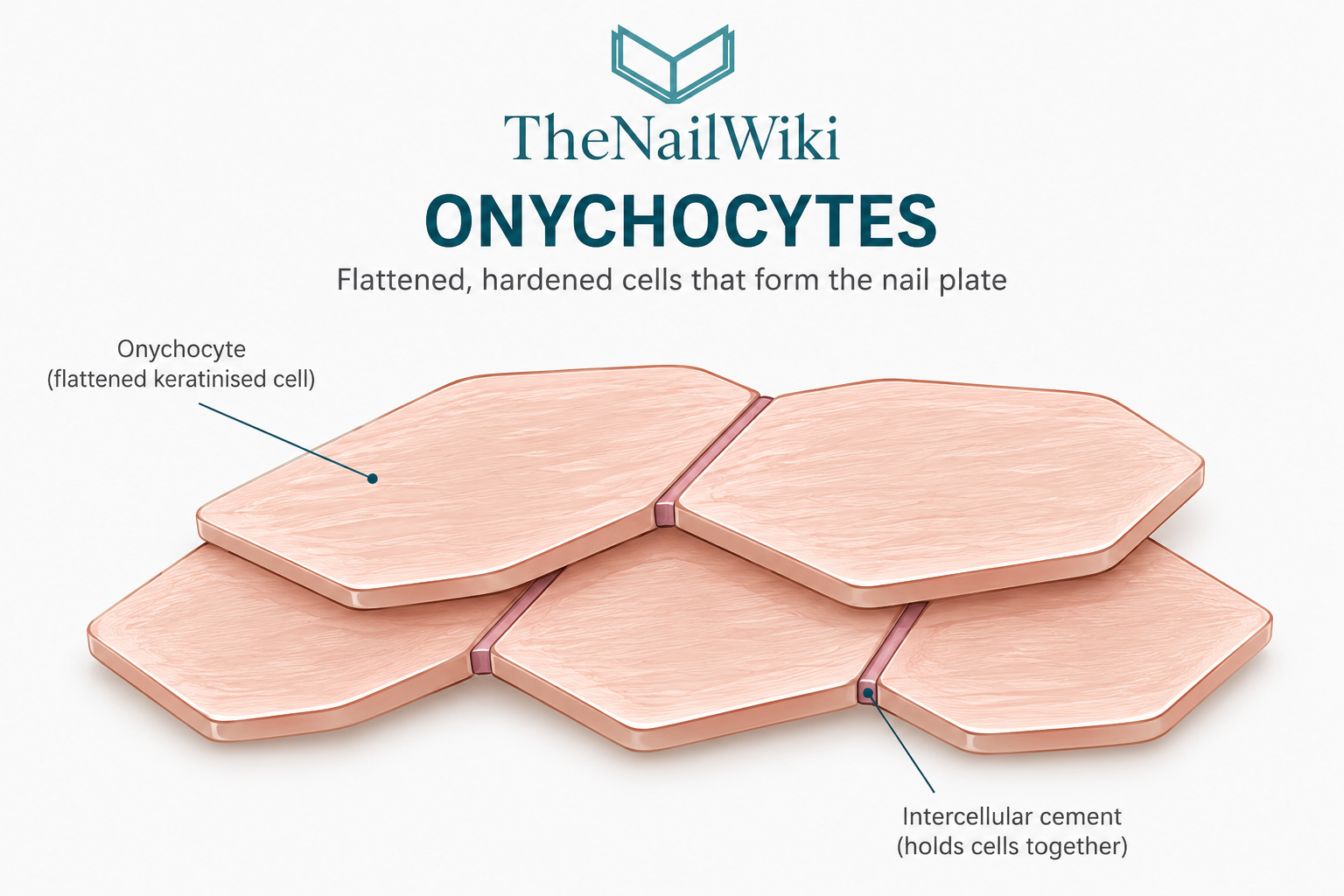 Illustration of overlapping flattened onychocytes arranged in layers within the nail plate