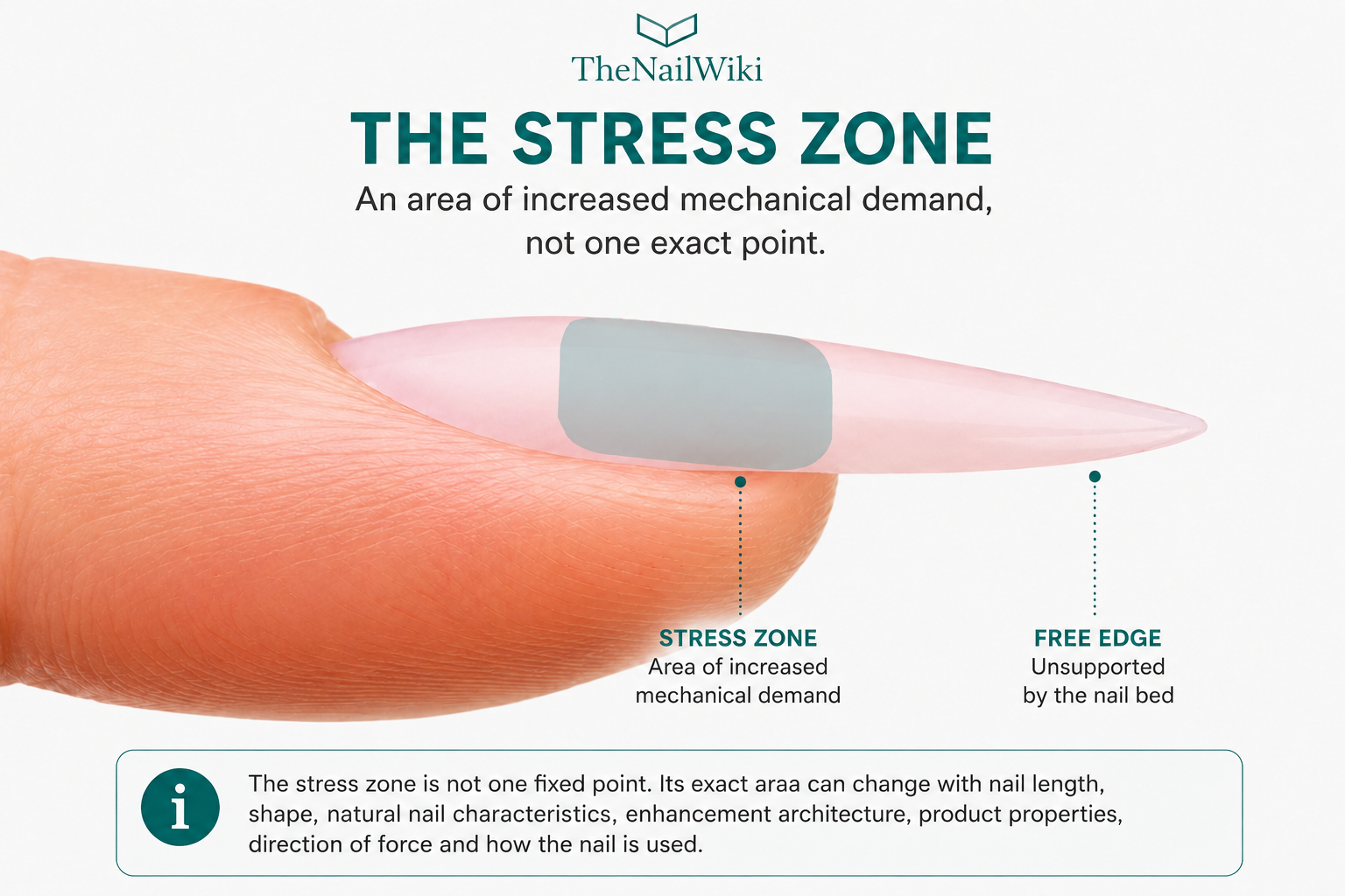 Diagram showing the stress zone on a nail — the area around the transition from the attached nail plate to the free edge where mechanical demand is greatest during use