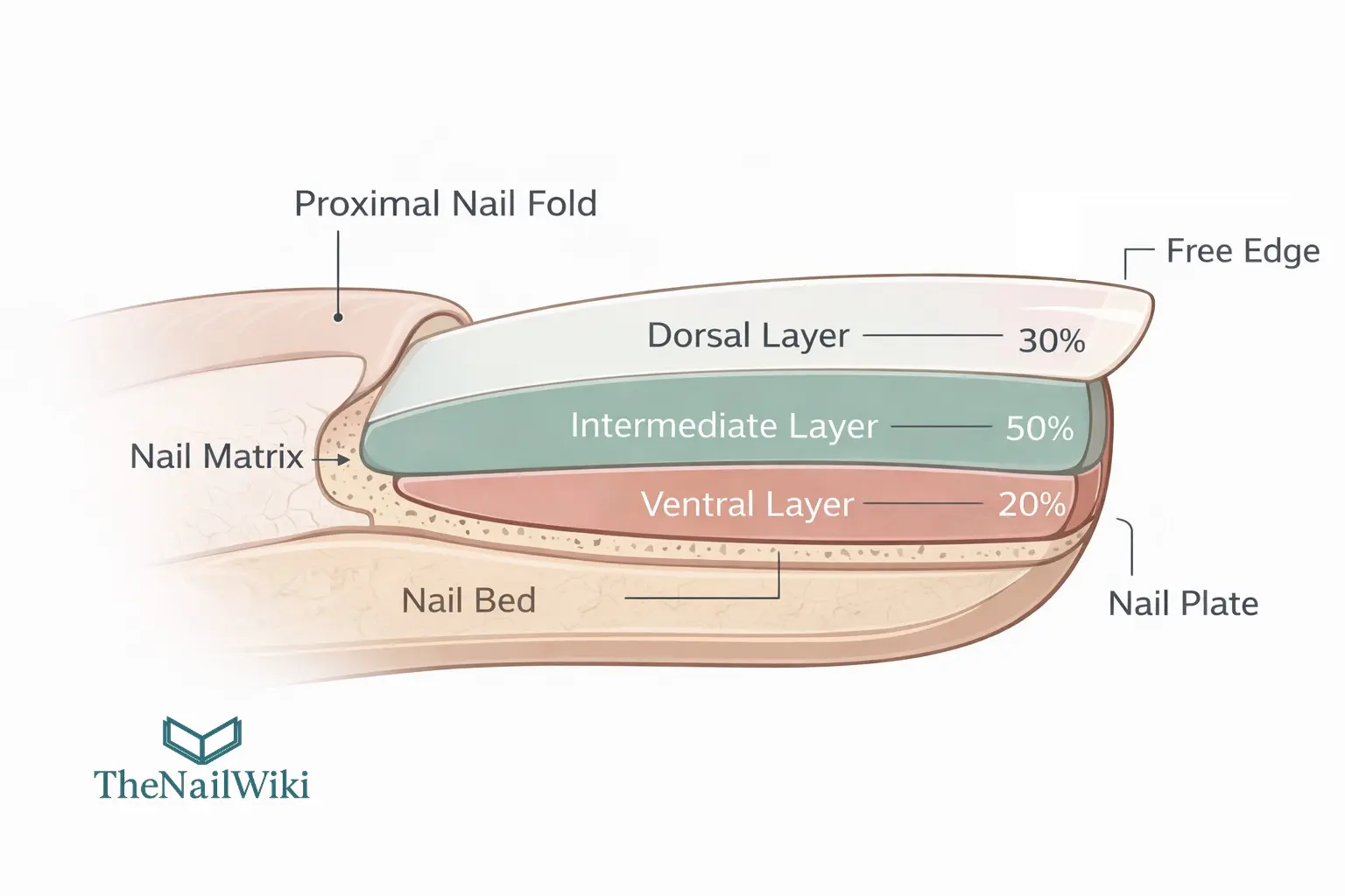 Medical illustration cross-section of a human fingernail showing the three nail plate layers: dorsal layer at 30%, intermediate layer at 50%, and ventral layer at 20%, with the nail bed, nail matrix, and free edge labelled