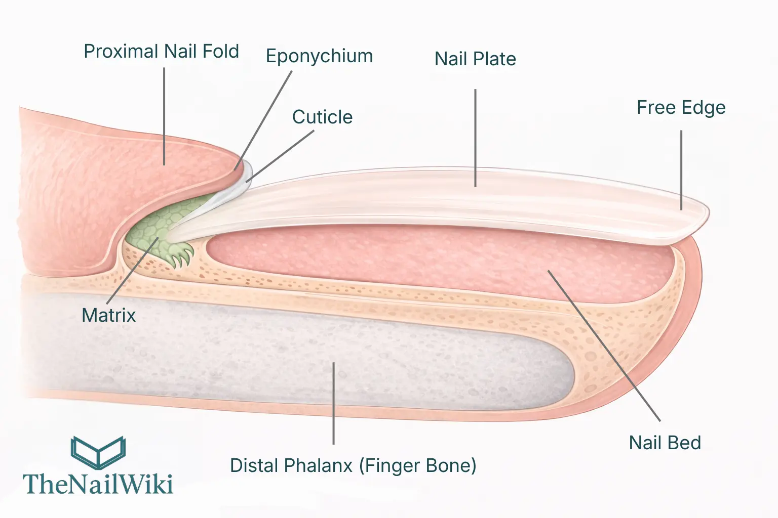 Medical illustration side-view cross-section of a complete fingernail unit showing the proximal nail fold, eponychium, cuticle, nail matrix in green, nail plate, nail bed, free edge, and distal phalanx finger bone all labelled