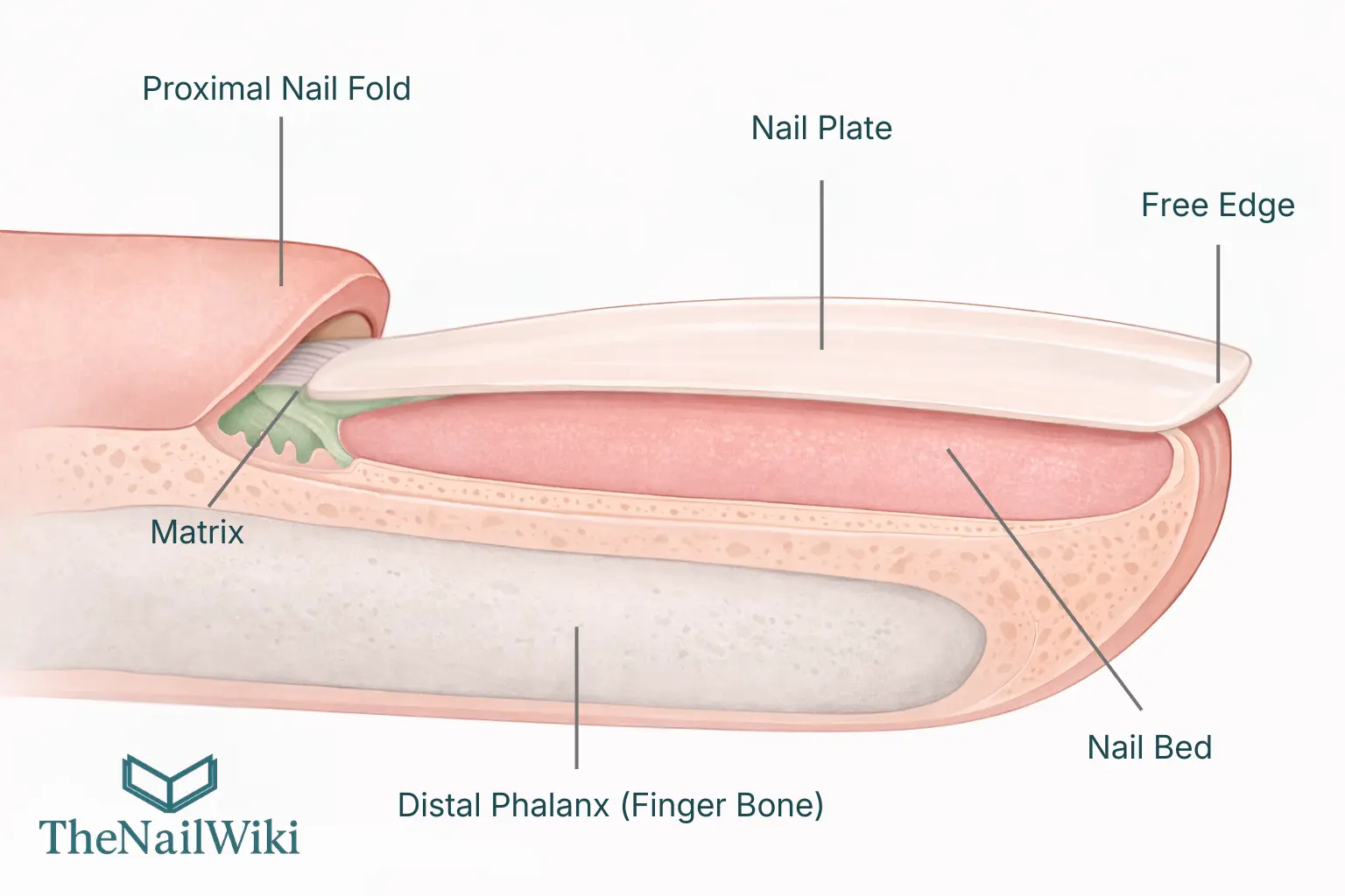Medical illustration side-view cross-section of a complete fingernail unit showing the proximal nail fold, nail matrix in green, nail plate, nail bed, free edge, and distal phalanx finger bone all labelled